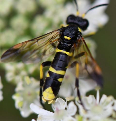 Tenthredo sp.